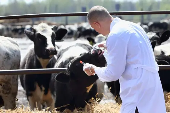 Un veterinario al lavoro in un allevamento di bovini