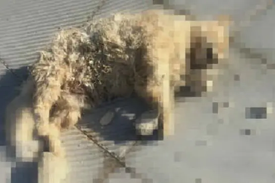Il gatto ucciso