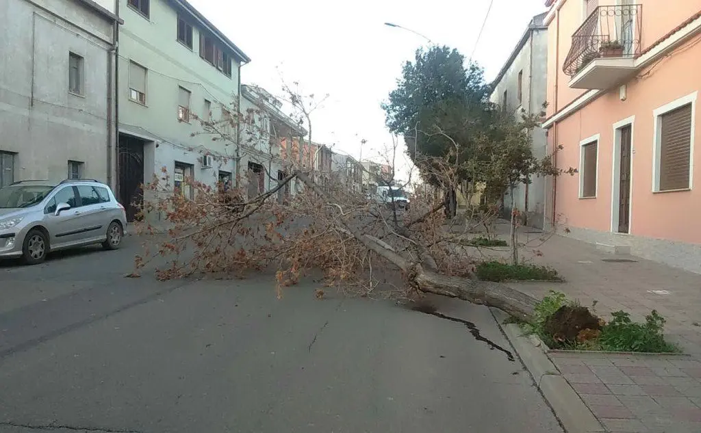 L'albero caduto in via Nazionale a Villacidro