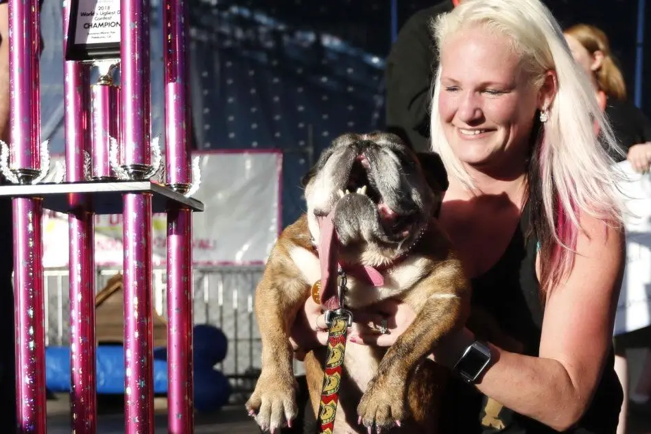 Il bulldog inglese Zsa Zsa, nella foto insieme alla sua padrona, è la vincitrice del concorso per i "cani più brutti" del mondo