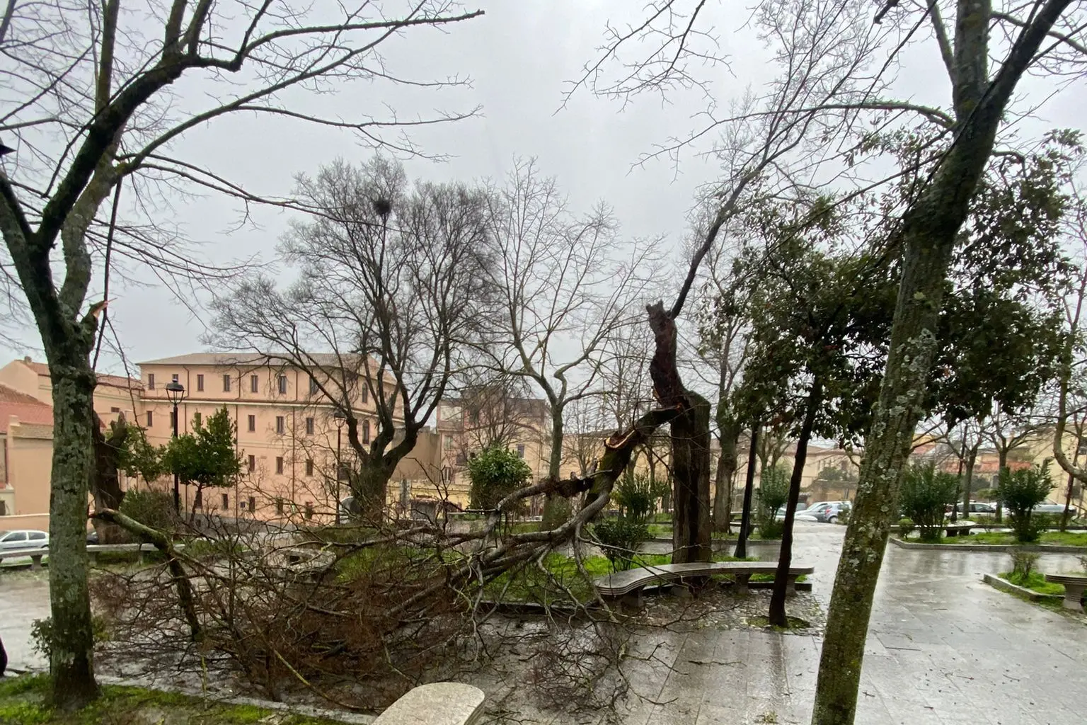 L’albero caduto in piazza Santa Maria della Neve (foto Ledda)