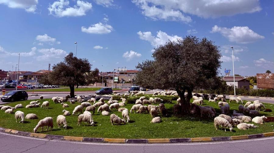 Le pecore al pascolo in mezzo alla rotatoria