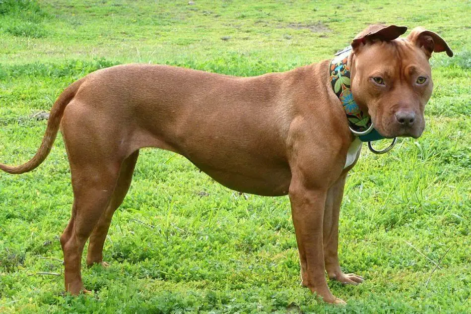 Un pitbull terrier americano (foto Wikipedia)