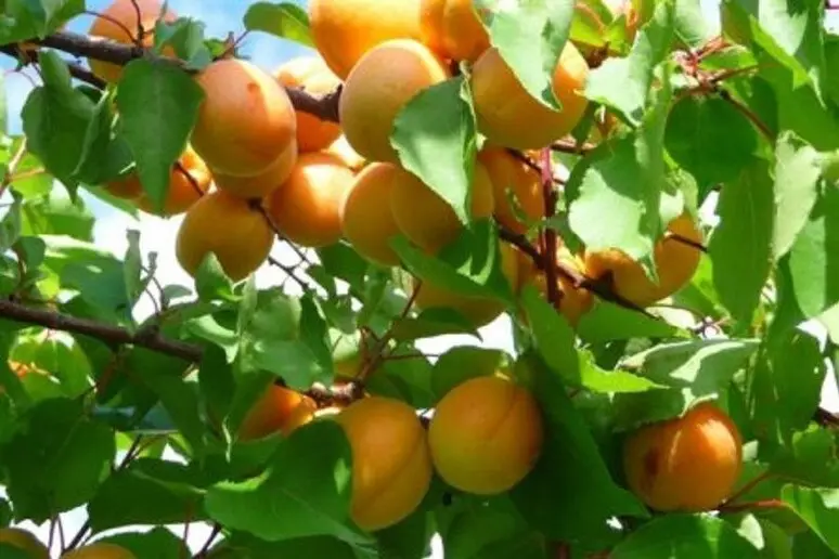 Albicocche (foto Ansa)