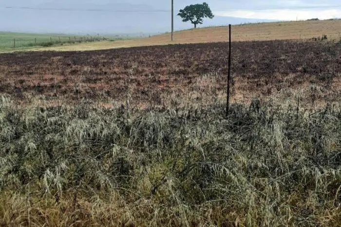 Un terreno distrutto dalle cavallette in Sardegna (Ansa)
