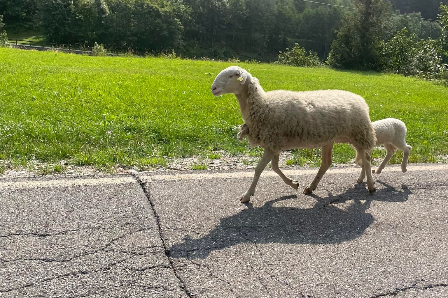 La pecora Fortunata con il suo agnellino (foto Mauro Morando, Facebook)