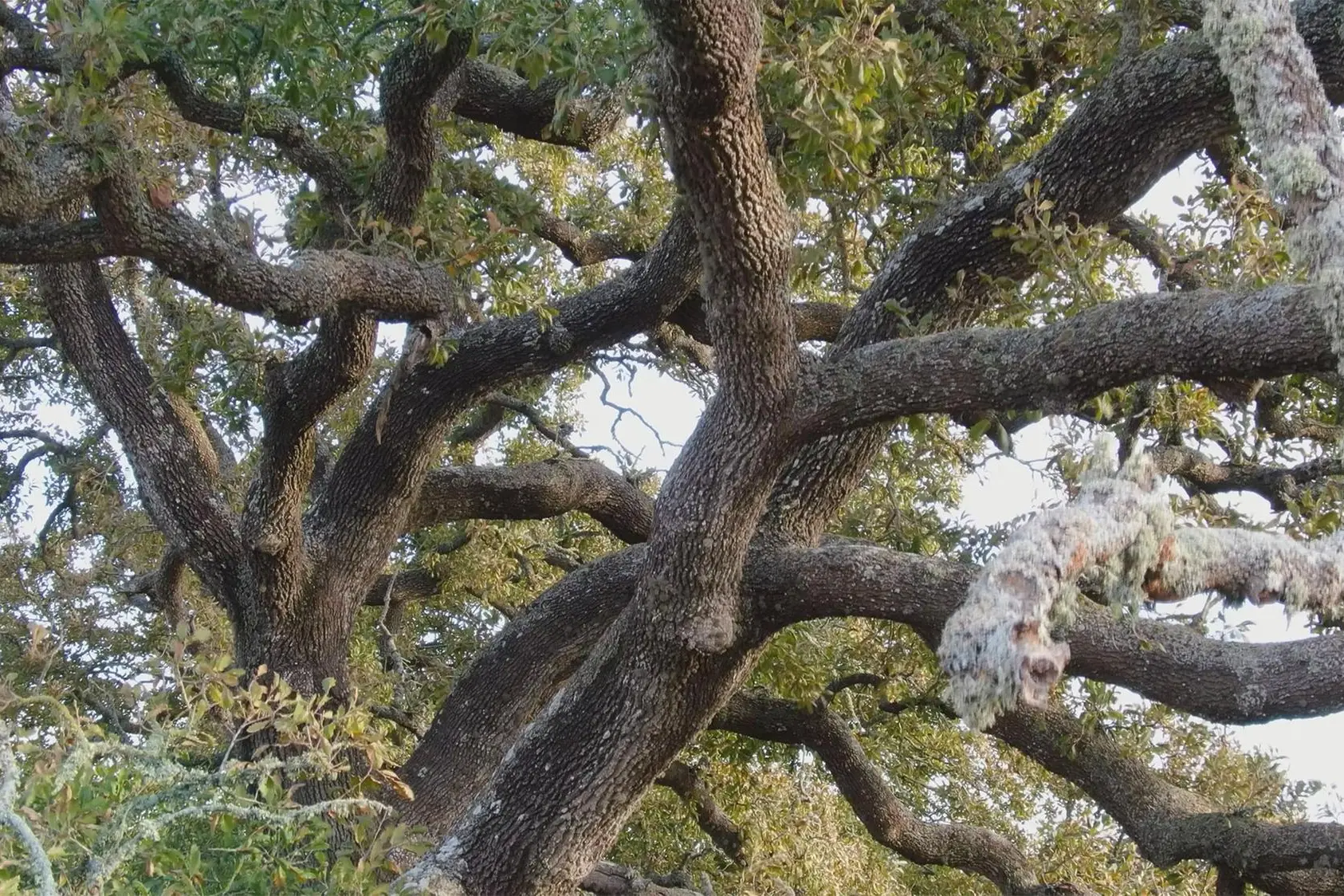 Flatform, Storia di un Albero 2 (frame)