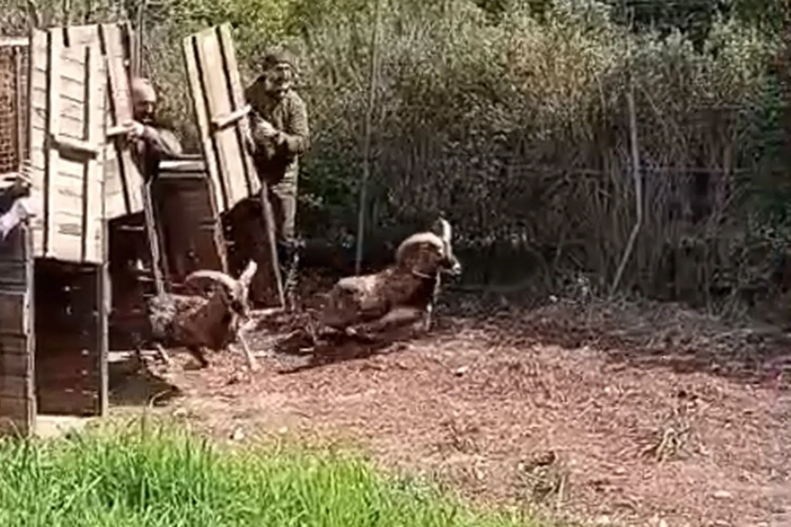 Trasferiti in una riserva di Forestas quattro mufloni catturati ad Arbatax