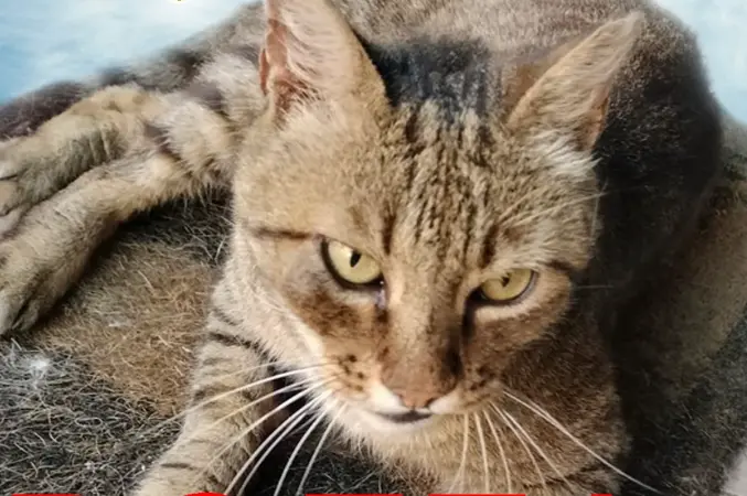 Il gatto Tigro