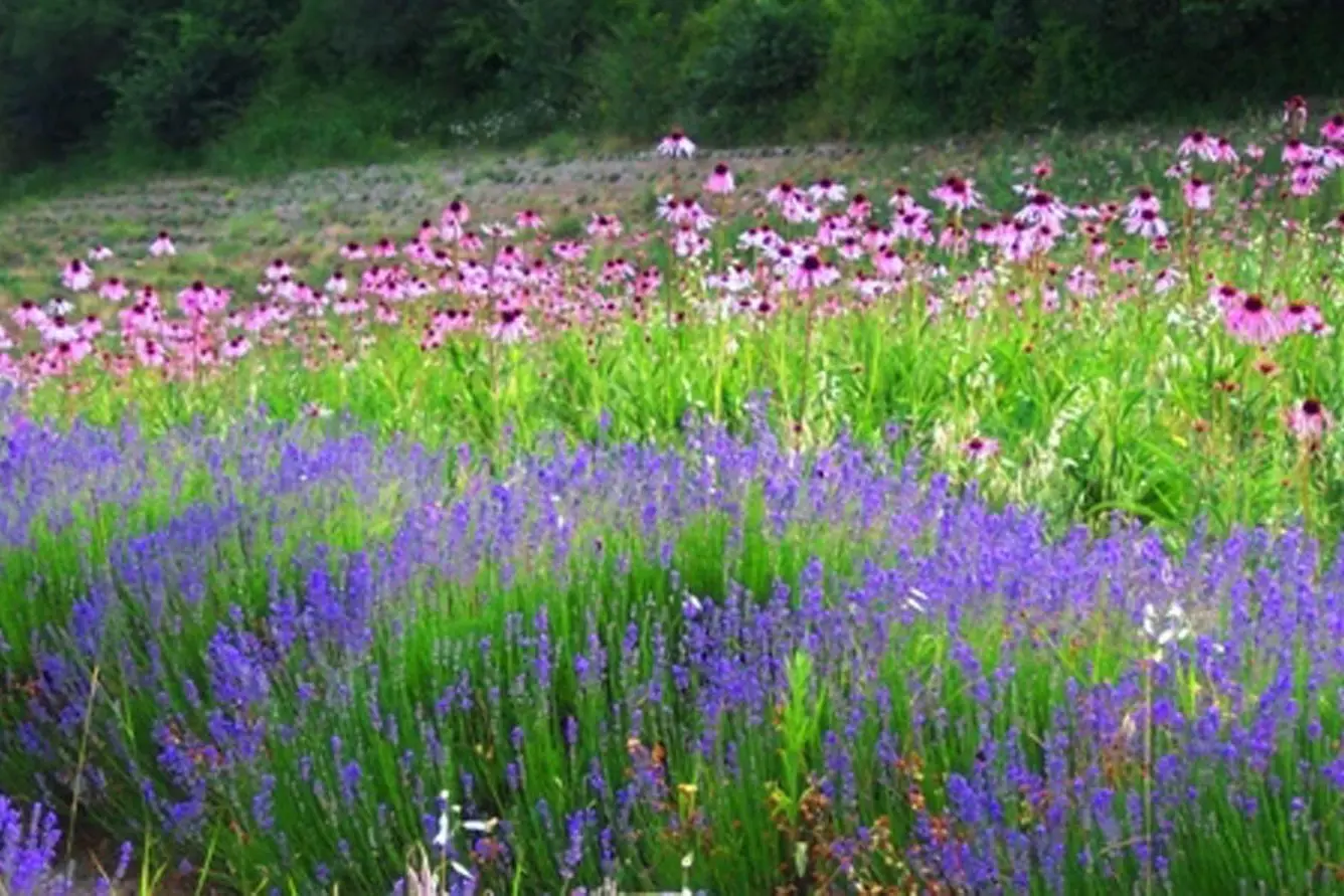 Erbe officinali (archivio)