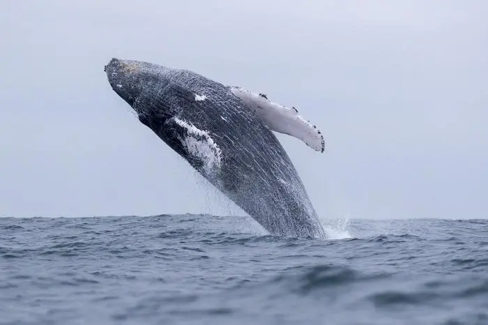 Una balena (foto Ansa/Epa)