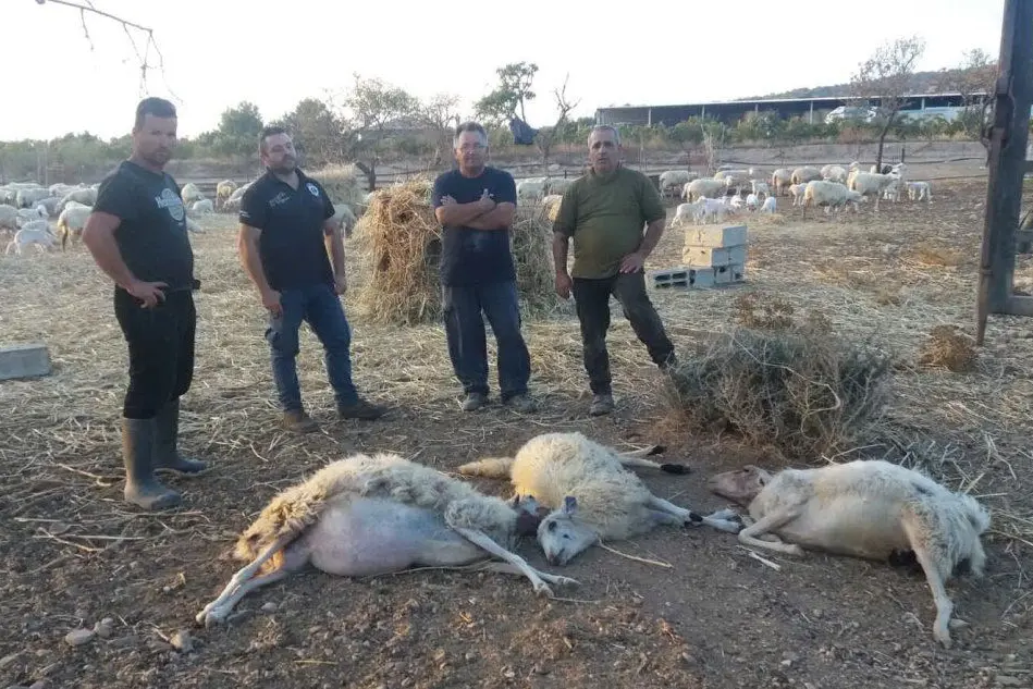 Alcuni pastori di Sinnai con le pecore uccise dalla Lingua blu