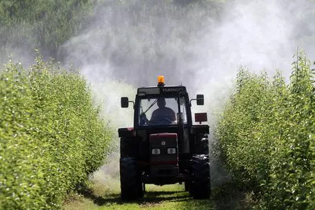 Un trattore sparge insetticidi nei campi della provincia di Modena, 5 giugno 2012. ANSA / MATTEO BAZZI