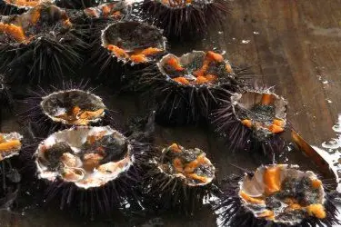 Dei ricci pronti per la degustazione