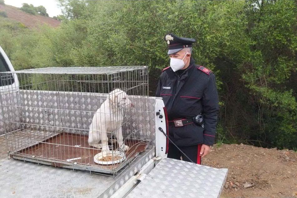 Il cucciolo salvato dai carabinieri (foto carabinieri)