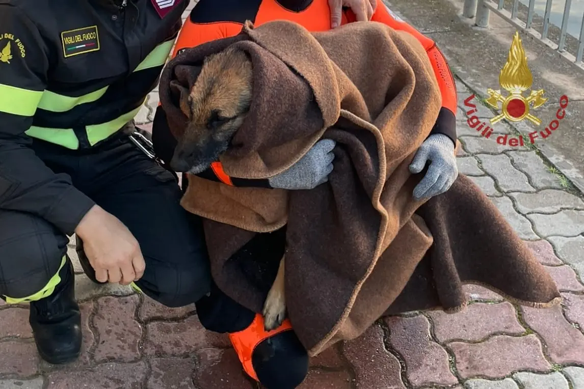 Il cane soccorso (foto Vigili del fuoco)
