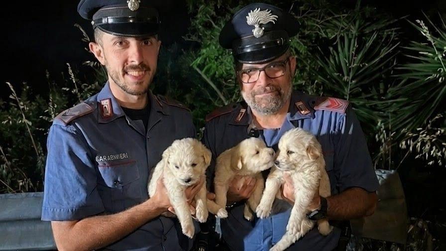Iglesias, tre cuccioli di maremmano abbandonati in un sacco lungo la statale: il salvataggio dei carabinieri