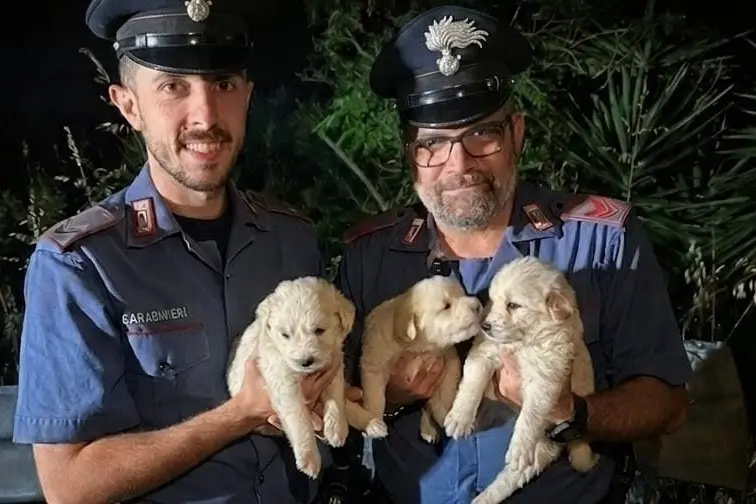 I cuccioli salvati dai carabinieri