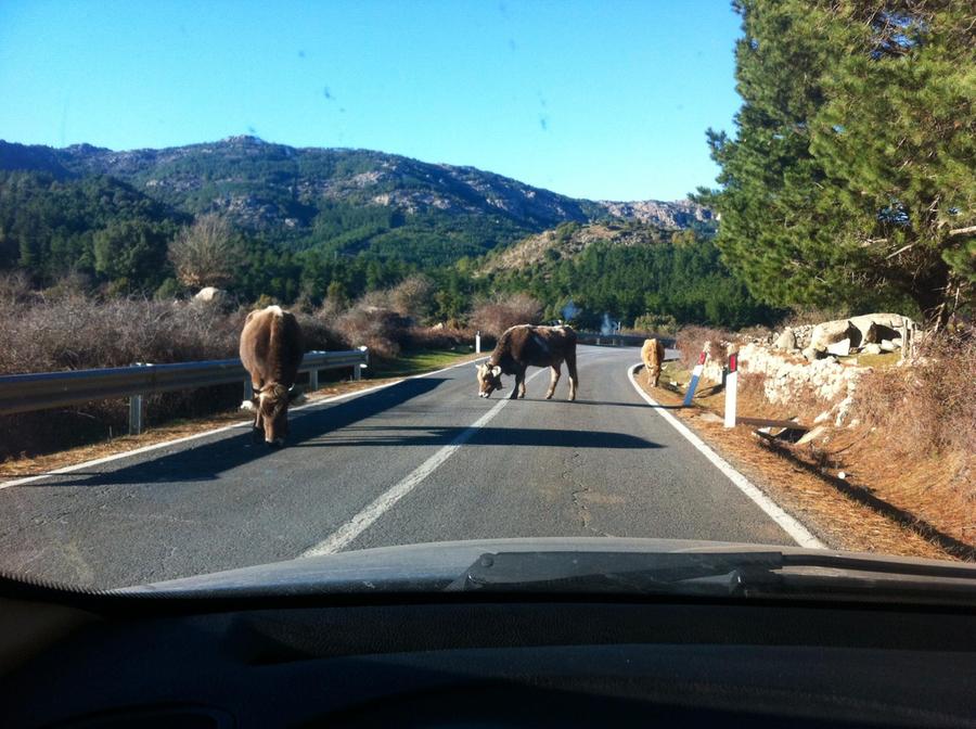 Tragedia sulla Sassari-Olbia, i sindaci: «Servono barriere contro cinghiali e animali vaganti»