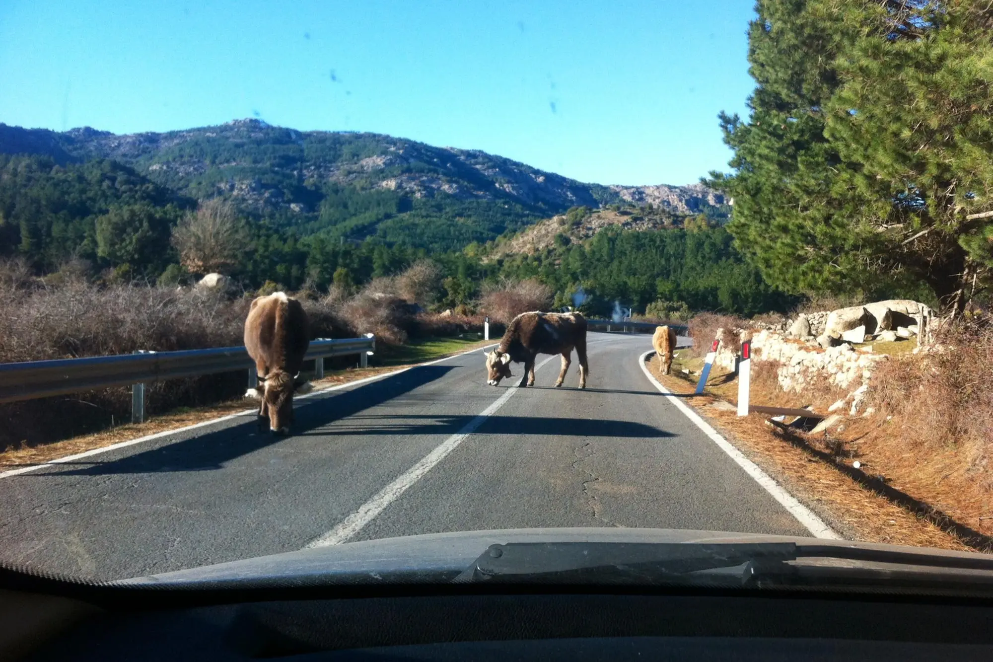Animali sulle strade (Archivio)