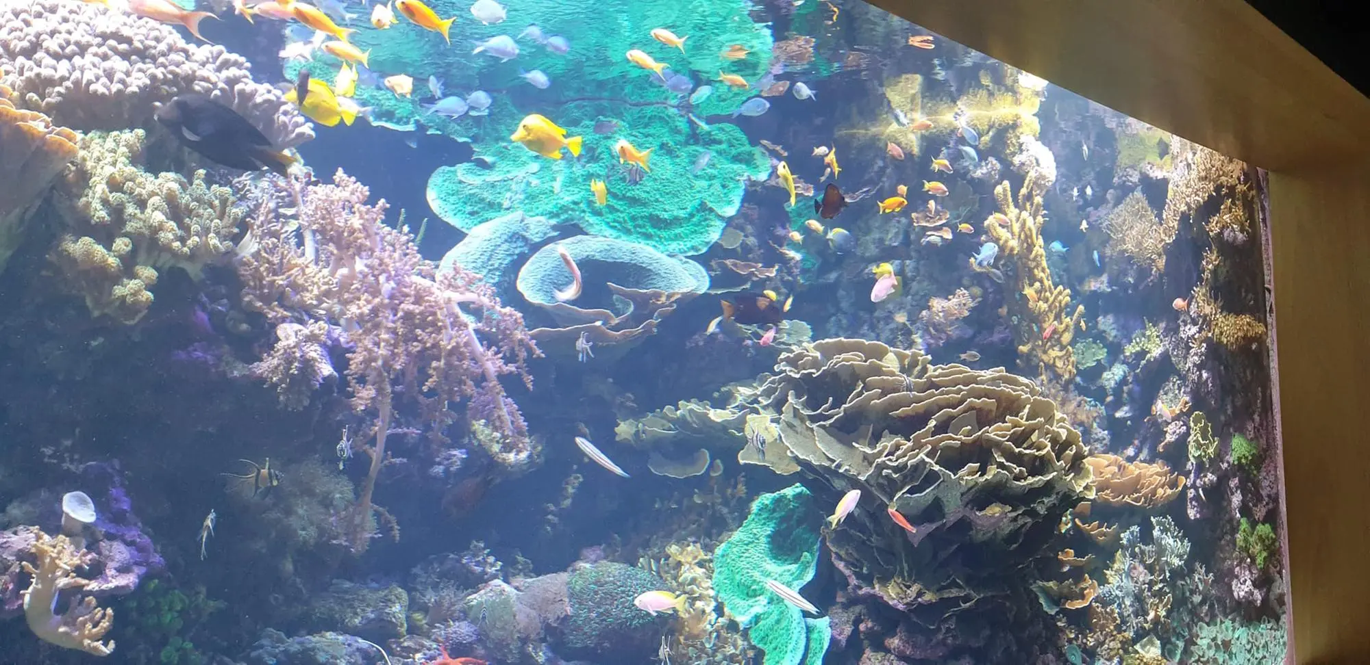 Un acquario dell'Oceanografico