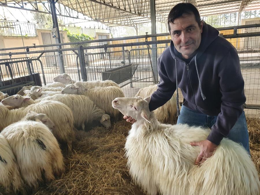 Mostra mercato degli ovini, conto alla rovescia