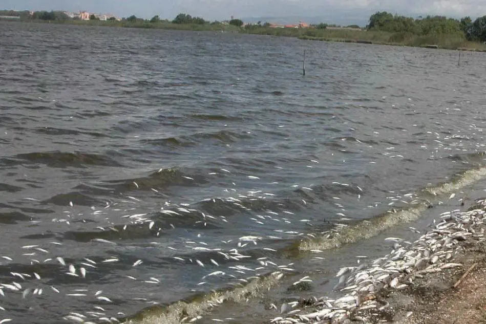 Moria di pesci nello stagno di Santa Giusta in una foto d'archivio