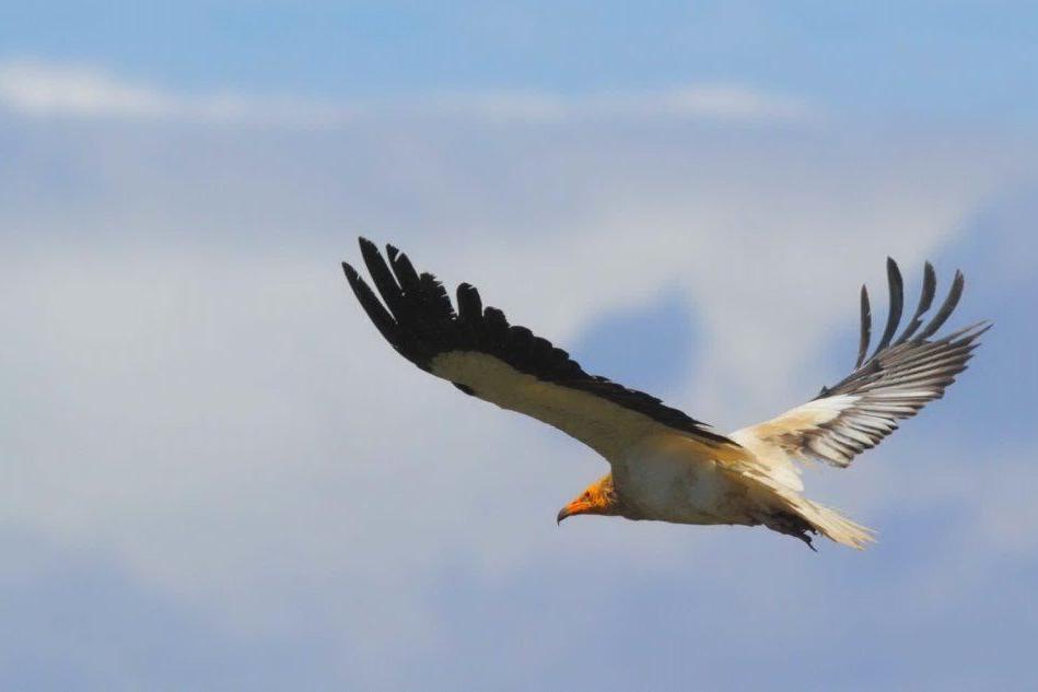 Alghero, due rari avvoltoi capovaccai hanno trovato casa a Porto Conte