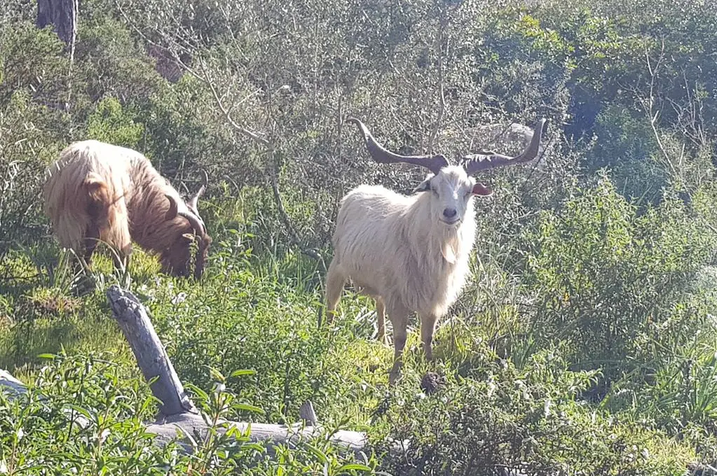Le capre di Caprera