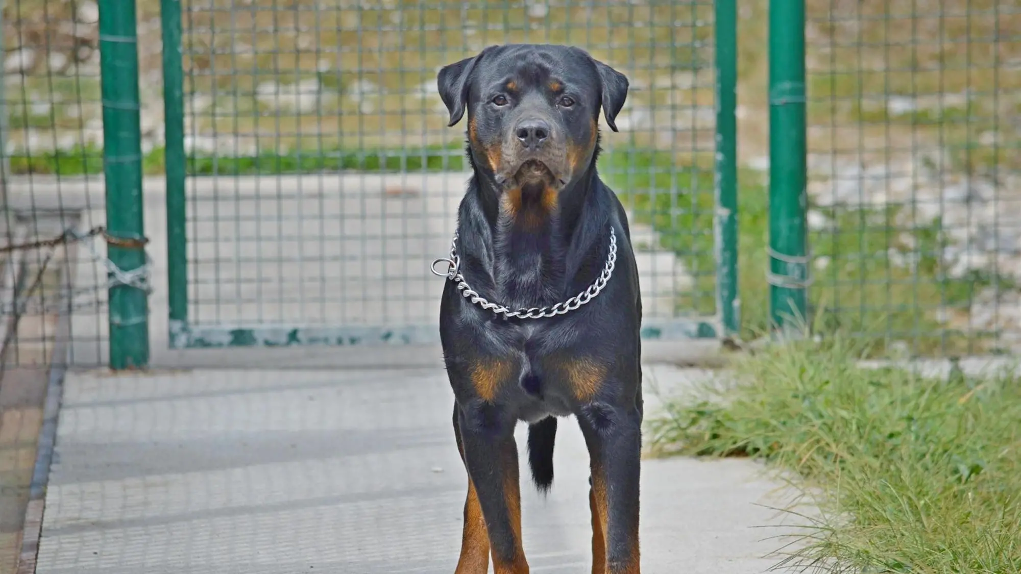 English Rottwiler Gesturi, on the streets of the town with the rottweiler without a ...