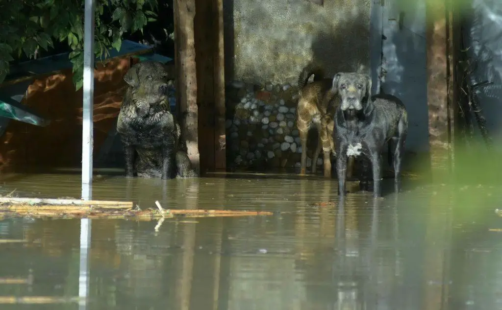 Alcuni cani nelle zone colpite dall'esondazione del fiume Milicia, Palermo (Ansa)