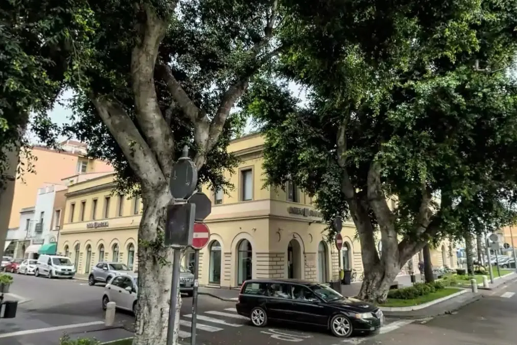 Gli alberi di piazza Roma