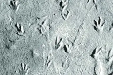 Impronte si specie simili a quelle trovate nell'Isola (foto researchgate.net)