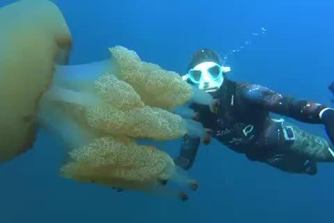 Nelle acque di Bosa l'incontro con una bellissima medusa