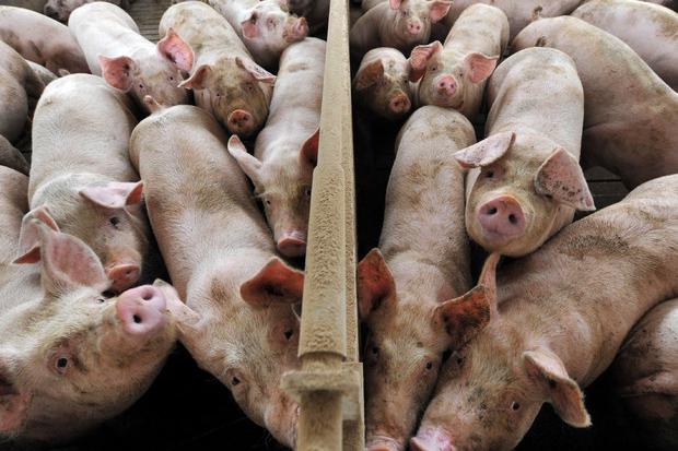 Peste suina, decine di maiali allo stato brado abbattuti a Urzulei