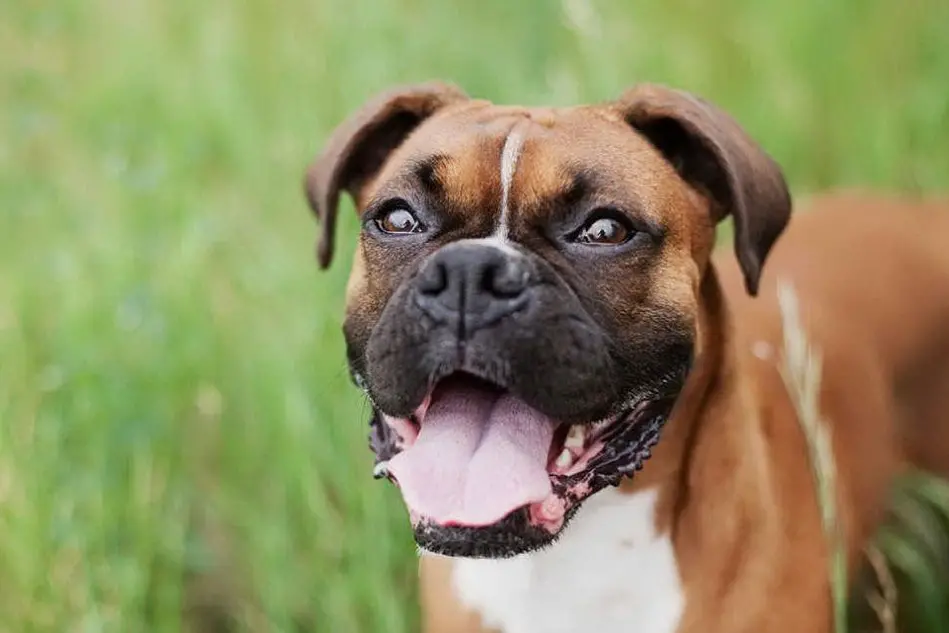 Un cane di razza boxer (Pixabay.com)