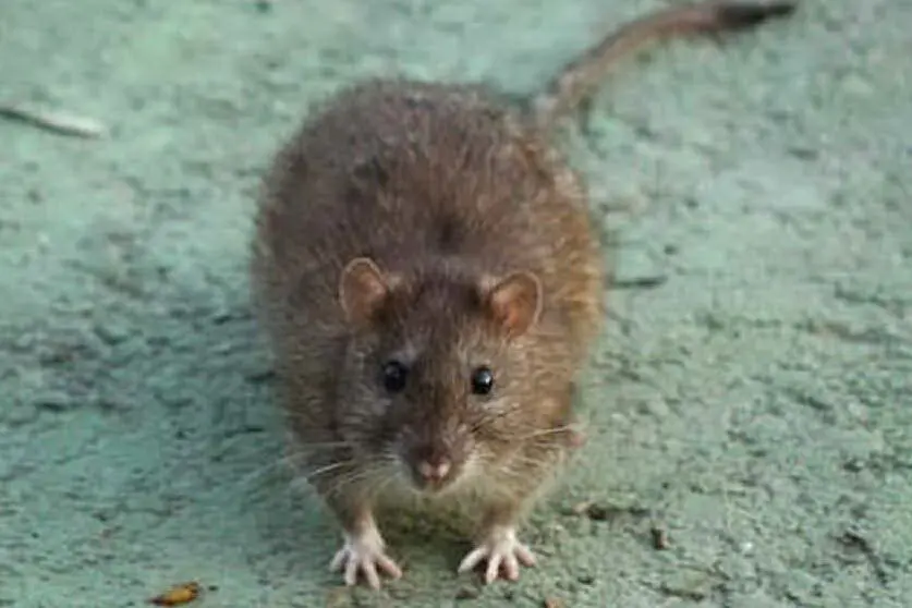 Un ratto (Archivio L'Unione Sarda)