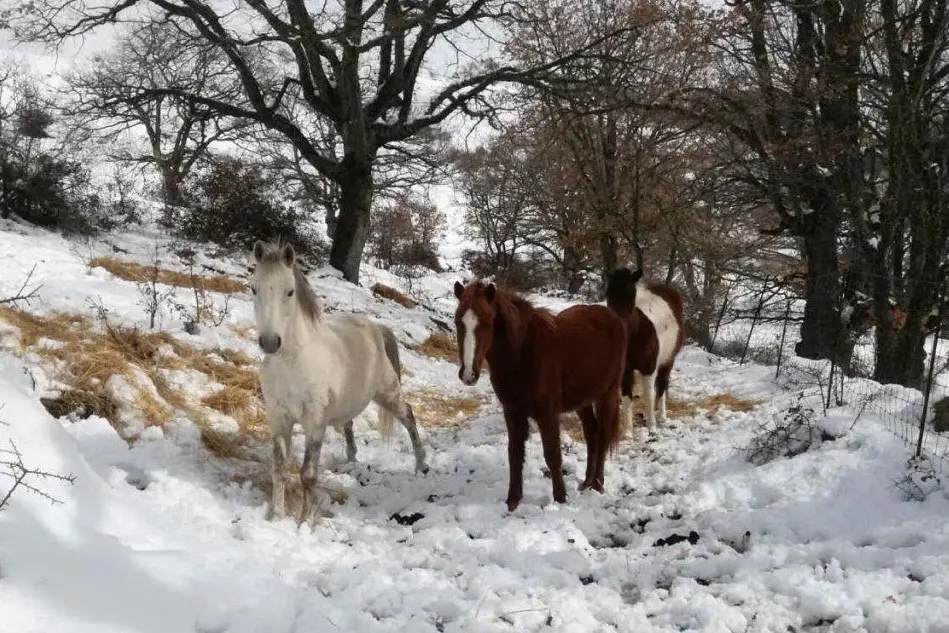 Cavalli nella zona di Fonni (foto inviata dal lettore Mario Loddo)
