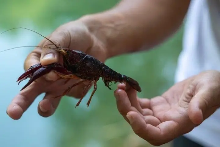 L'immagine di un gambero "alieno" perocoloso per le specie locali
