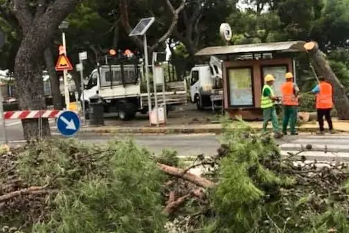 Pini tagliati a Cagliari, quattro sotto accusa (foto L'Unione Sarda)