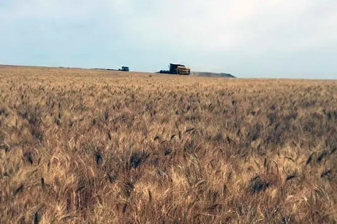 Un campo di grano in Marmilla