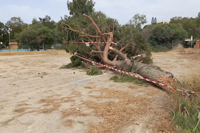 Il pino reciso a Torre delle Stelle (Foto Serreli)