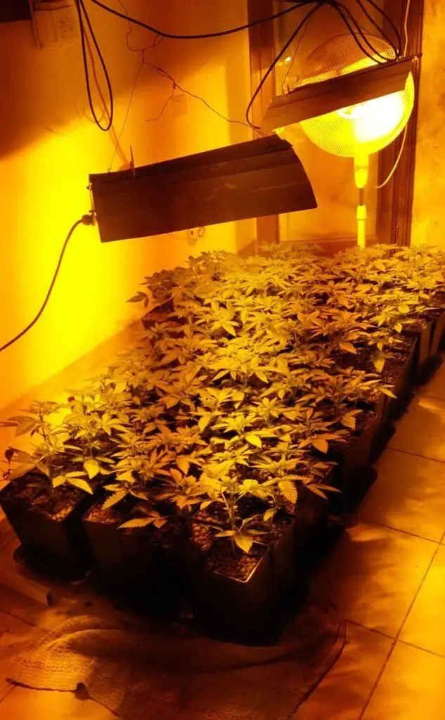 90 le piantine di cannabis indica scoperte dai carabinieri
