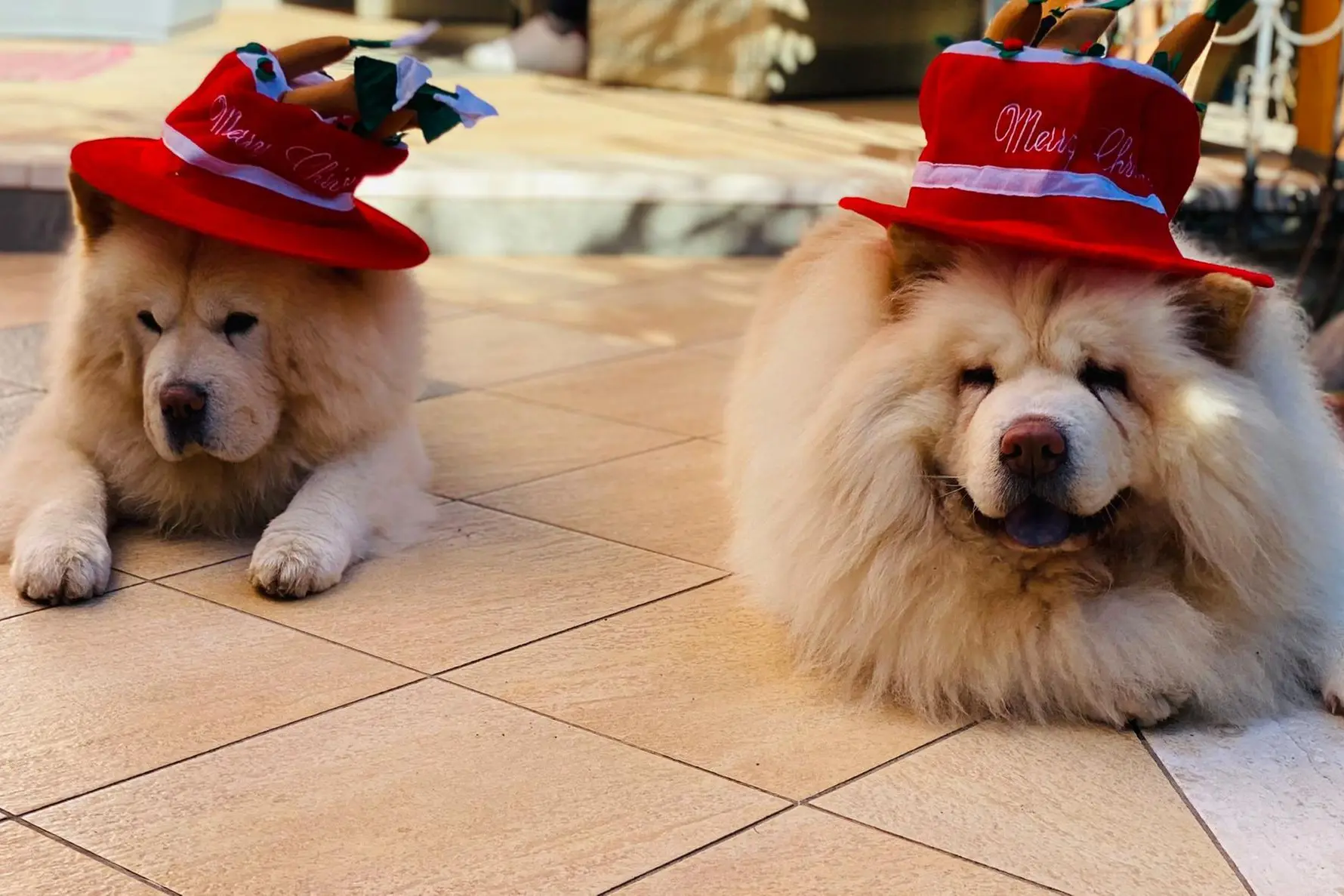 Tantissimi auguri da Kimba e Kira, due chowchow che scrivono da Sassari. Una coccola a tutti