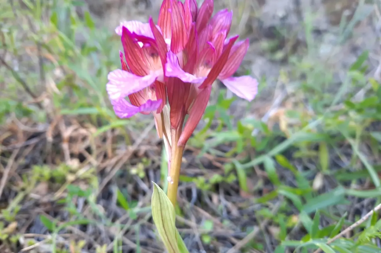 Orchidea sul monte Ortobene, a Nuoro