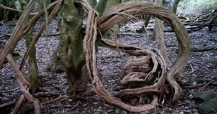 Progetti naturalistici per salvaguardare “sa Roda manna”