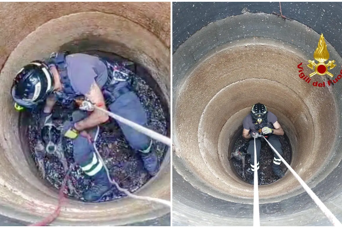 Il cane caduto nel pozzo (foto vigili del fuoco)