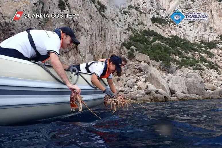 Le aragoste liberate nell'Area Marina protetta (foto Ansa)