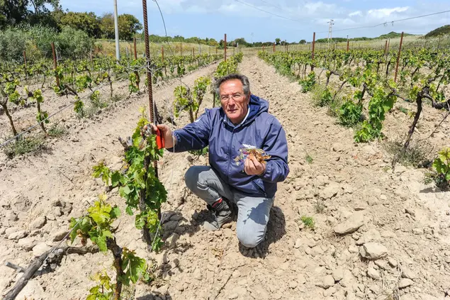 Italo Peterle nella vigna distrutta dai malviventi (foto L'Unione Sarda)
