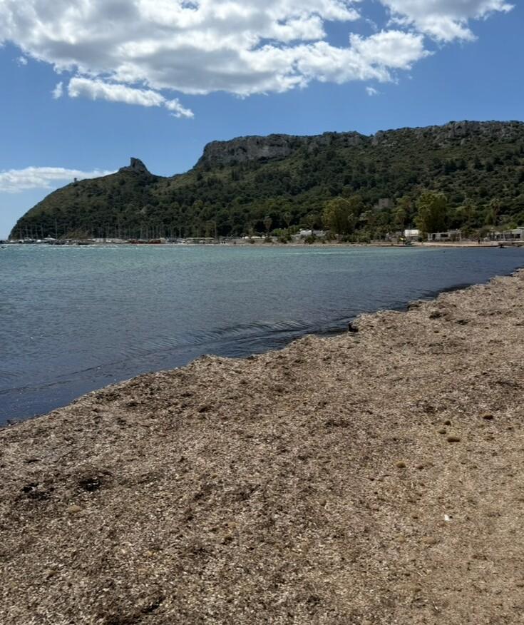 «Liberate il Poetto dalla posidonia»